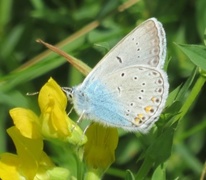 Sølvblåvinge (Polyommatus amandus)