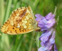 Lesser Marbled Fritillary (Brenthis ino)
