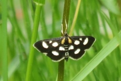 Gullrisengmott (Anania funebris)