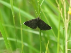 Chimney Sweeper (Odezia atrata)