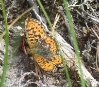 Pearl-bordered Fritillary (Boloria euphrosyne)