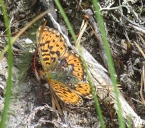 Rødflekket perlemorvinge (Boloria euphrosyne)