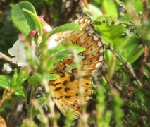 Rødflekket perlemorvinge (Boloria euphrosyne)