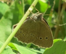 Ringlet (Aphantopus hyperantus)