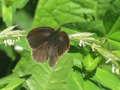 Ringlet (Aphantopus hyperantus)