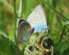 Sølvblåvinge (Polyommatus amandus)