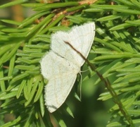 Common Wave (Cabera exanthemata)