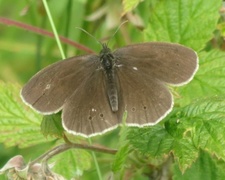 Ringlet (Aphantopus hyperantus)