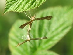 Ryllikfjærmøll (Gillmeria pallidactyla)