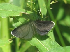 Chimney Sweeper (Odezia atrata)