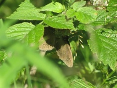 Ringlet (Aphantopus hyperantus)