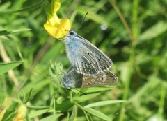 Sølvblåvinge (Polyommatus amandus)