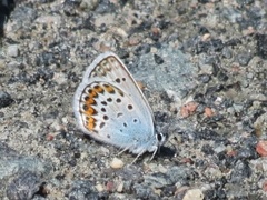 Idas blue (Plebejus idas)