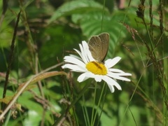 Ringlet (Aphantopus hyperantus)