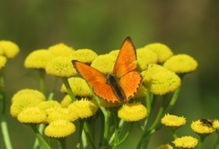 Oransjegullvinge (Lycaena virgaureae)