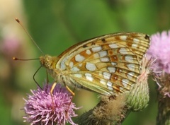 High Brown Fritillary (Argynnis adippe)