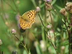 High Brown Fritillary (Argynnis adippe)