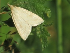 Pale Straw Pearl (Udea lutealis)