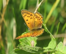 Oransjegullvinge (Lycaena virgaureae)