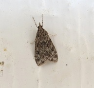 Ground-moss Grey (Eudonia truncicolella)