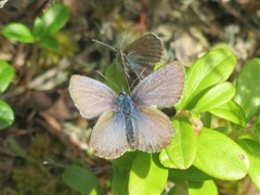 Argus-/idasblåvinge (Plebejus argus/idas)