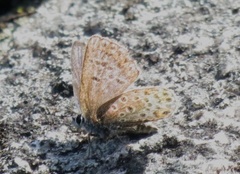 Argus-/idasblåvinge (Plebejus argus/idas)