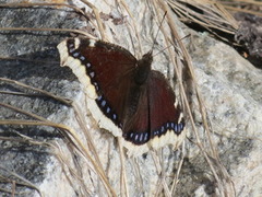 Sørgekåpe (Nymphalis antiopa)