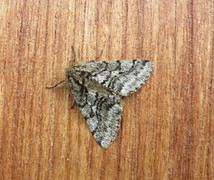 Brindled Beauty (Lycia hirtaria)