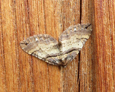 Shoulder-stripe (Anticlea badiata)