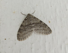 Early Tooth-striped (Trichopteryx carpinata)
