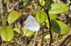 Vårblåvinge (Celastrina argiolus)