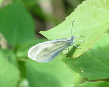 Skoghvitvinge (Leptidea sinapis)