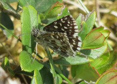 Grizzled Skipper (Pyrgus malvae)
