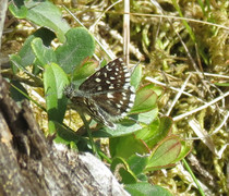 Grizzled Skipper (Pyrgus malvae)