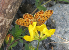 Rødflekket perlemorvinge (Boloria euphrosyne)