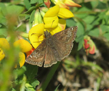 Dingy Skipper (Erynnis tages)