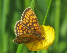 Heath Fritillary (Melitaea athalia)