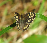 Speckled Wood (Pararge aegeria)