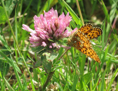 Pearl-bordered Fritillary (Boloria euphrosyne)