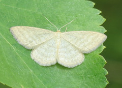 Blek engmåler (Idaea pallidata)