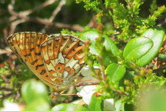 Pearl-bordered Fritillary (Boloria euphrosyne)