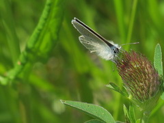 Mazarine Blue (Cyaniris semiargus)