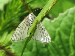Black-veined Moth (Siona lineata)