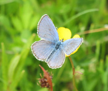 Idasblåvinge (Plebejus idas)