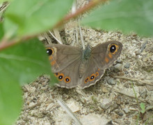 Klipperingvinge (Lasiommata maera)