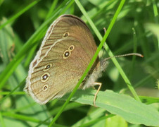 Ringlet (Aphantopus hyperantus)