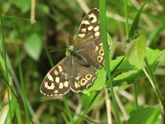 Speckled Wood (Pararge aegeria)