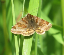 Brunt slåttefly (Euclidia glyphica)