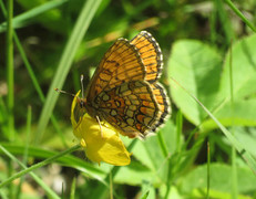 Heath Fritillary (Melitaea athalia)