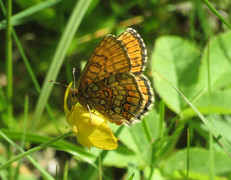 Marimjellerutevinge (Melitaea athalia)